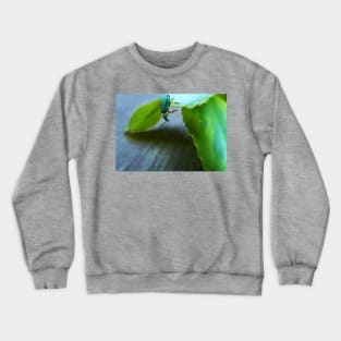 Curious Insect Crewneck Sweatshirt